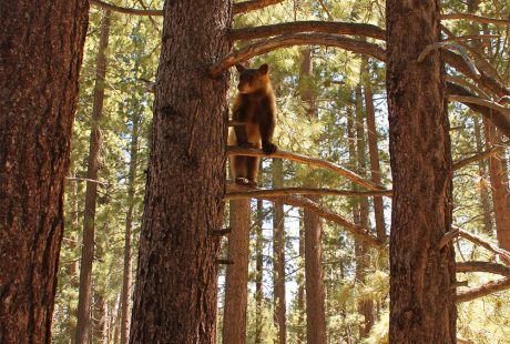 Lake Tahoe Bear in tree