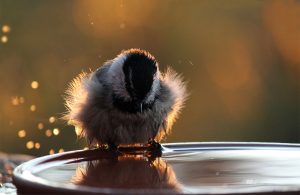 mountain chickadee
