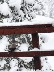 Clarks Nutcracker bird Lake Tahoe by Crystal Ricotta