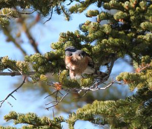 mature Sharp-shinned Hawk Lake Tahoe Raptor