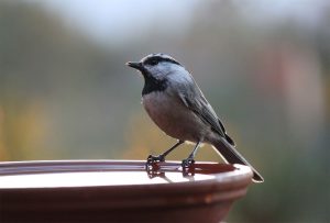 Mountain Chickadee Poecile gambeli