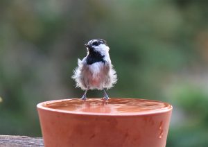 Mountain Chickadee bird in Lake Tahoe by Crystal Ricotta