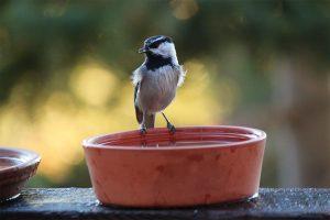 Mountain Chickadee in Lake Tahoe