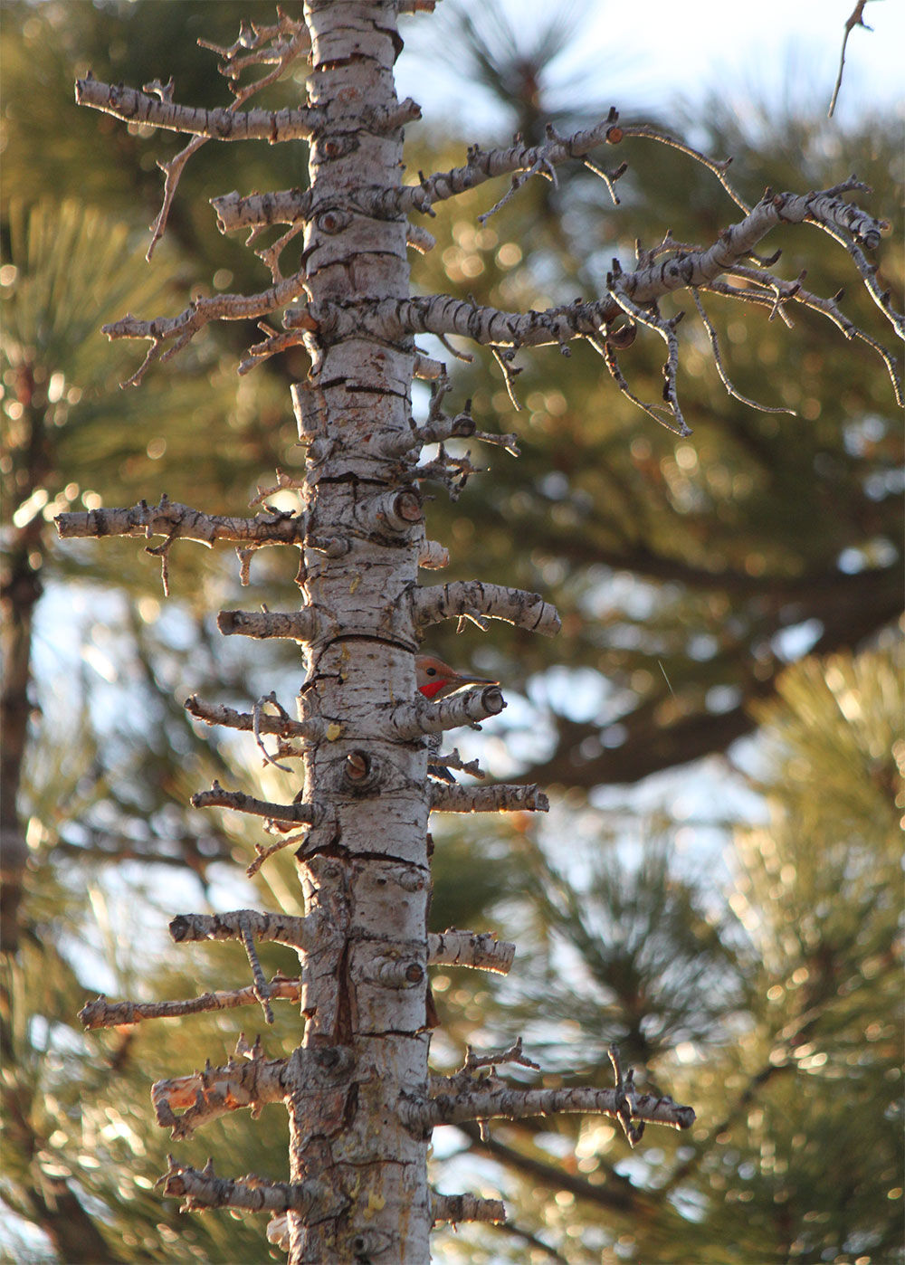 Northern Flicker woodpecker male Lake Tahoe