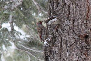 Northern Flicker woodpecker in winter 2021 Lake Tahoe