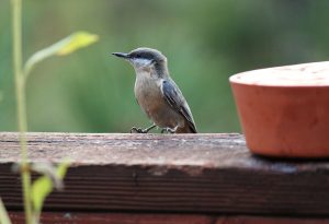 Pygmy Nuthatch Lake Tahoe Birds