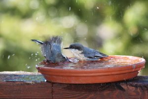 Pygmy Nuthatch Lake Tahoe birds bathing