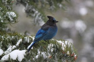Stellars Jay in winter snow Lake Tahoe