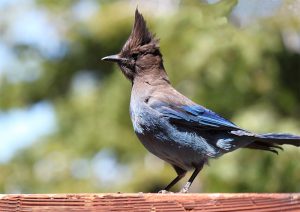 Stellars Jay Lake Tahoe Birds