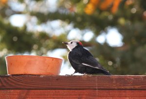 white headed woodpecker lake tahoe birds