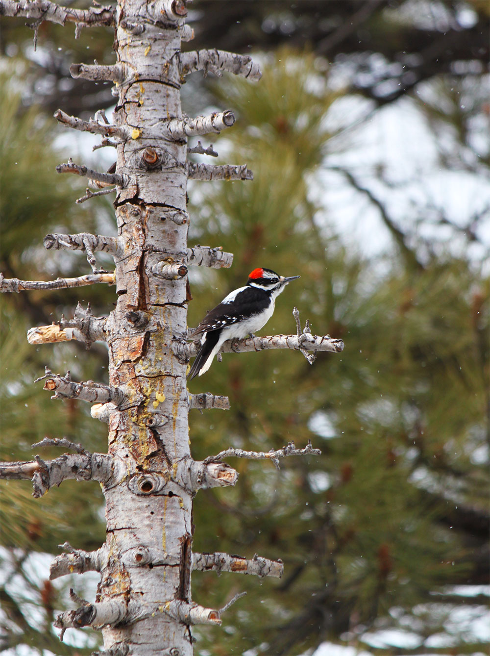 downy woodpecker by Crystal Ricotta