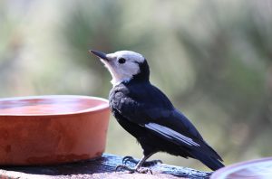 White-headed Woodpecker female Lake Tahoe Crystal Ricotta