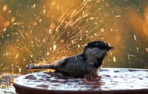 mountain chickadee bathing lake tahoe bird photo by Crystal Ricotta