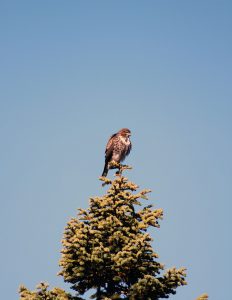 red tailed hawk