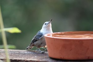 white-breasted nuthatch by Crystal Ricotta