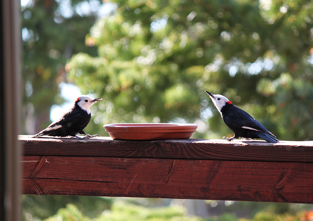 white headed woodpeckers male