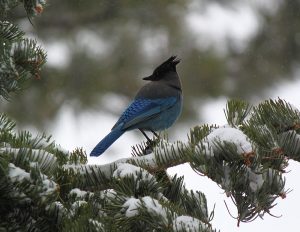 stellars jay lake tahoe by Crystal Ricotta