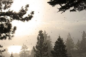 snow flake lake tahoe